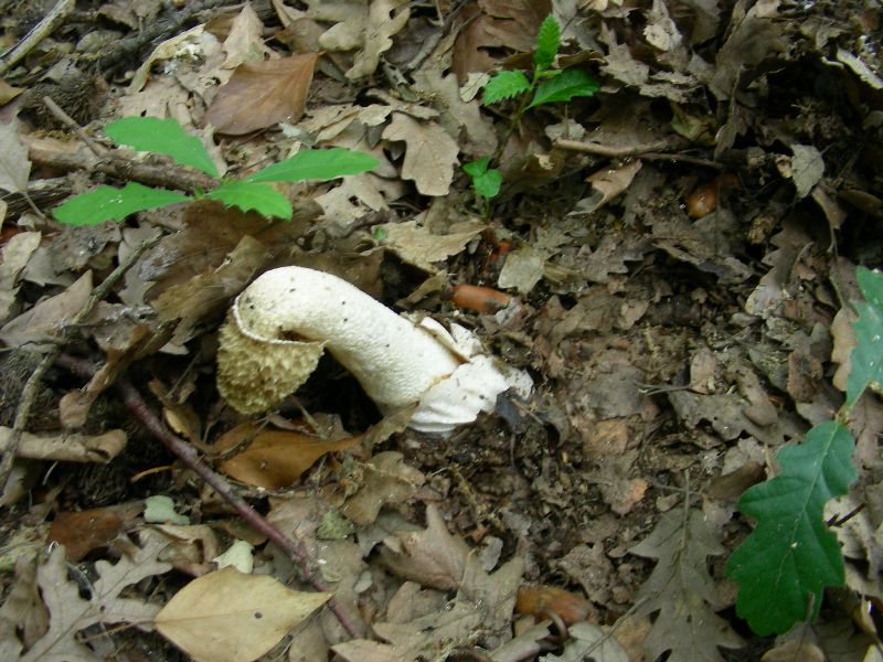 3) Fotografati il 12.06.2012. sotto Quercia (bosco asciutto)